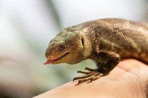 Zuchterfolg beim Wickelschwanzskink